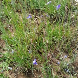 Wahlenbergia capillaris at Croke Place Grassland (CPG) - 14 Nov 2023