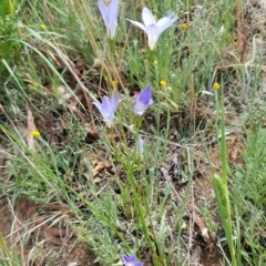 Wahlenbergia capillaris at Croke Place Grassland (CPG) - 14 Nov 2023 10:46 AM