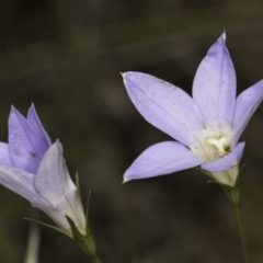 Wahlenbergia capillaris at Croke Place Grassland (CPG) - 14 Nov 2023