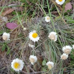 Leucochrysum albicans subsp. tricolor (Hoary Sunray) at Croke Place Grassland (CPG) - 13 Nov 2023 by kasiaaus