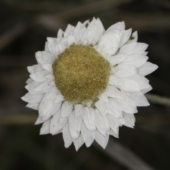 Leucochrysum albicans subsp. tricolor at Croke Place Grassland (CPG) - 14 Nov 2023