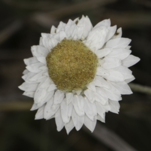 Leucochrysum albicans subsp. tricolor at Croke Place Grassland (CPG) - 14 Nov 2023 10:48 AM