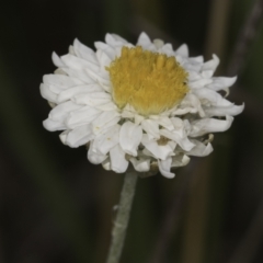 Leucochrysum albicans subsp. tricolor at Croke Place Grassland (CPG) - 14 Nov 2023