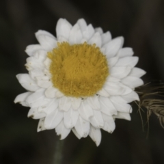 Leucochrysum albicans subsp. tricolor at Croke Place Grassland (CPG) - 14 Nov 2023 10:48 AM