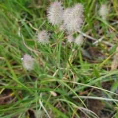 Trifolium arvense (Haresfoot Clover) at Croke Place Grassland (CPG) - 13 Nov 2023 by kasiaaus