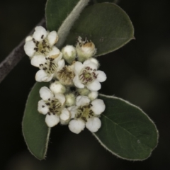 Cotoneaster pannosus (Cotoneaster) at Croke Place Grassland (CPG) - 14 Nov 2023 by kasiaaus