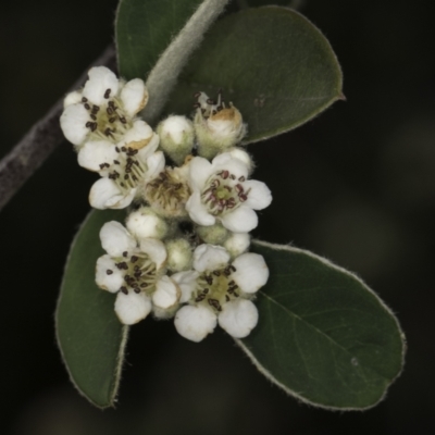 Cotoneaster pannosus (Cotoneaster) at Croke Place Grassland (CPG) - 14 Nov 2023 by kasiaaus