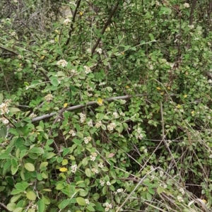 Cotoneaster pannosus at Croke Place Grassland (CPG) - 14 Nov 2023 10:56 AM