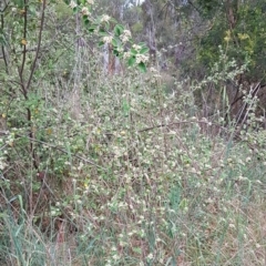 Cotoneaster pannosus at Croke Place Grassland (CPG) - 14 Nov 2023 10:56 AM