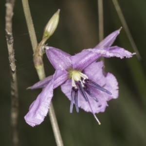 Arthropodium fimbriatum at Croke Place Grassland (CPG) - 14 Nov 2023 11:03 AM