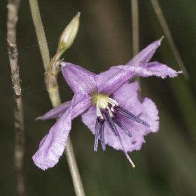 Arthropodium fimbriatum (Nodding Chocolate Lily) at McKellar, ACT - 14 Nov 2023 by kasiaaus