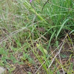 Arthropodium fimbriatum at Croke Place Grassland (CPG) - 14 Nov 2023 11:03 AM