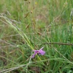 Arthropodium fimbriatum at Croke Place Grassland (CPG) - 14 Nov 2023