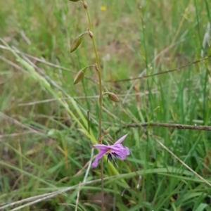 Arthropodium fimbriatum at Croke Place Grassland (CPG) - 14 Nov 2023