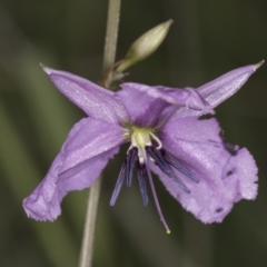 Arthropodium fimbriatum at Croke Place Grassland (CPG) - 14 Nov 2023 11:03 AM