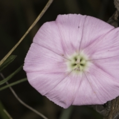 Convolvulus angustissimus subsp. angustissimus at Croke Place Grassland (CPG) - 14 Nov 2023 10:41 AM