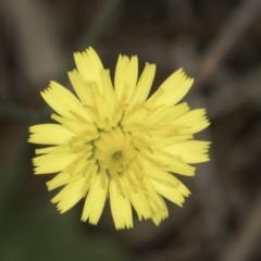 Unverified Daisy at Croke Place Grassland (CPG) - 14 Nov 2023 by kasiaaus