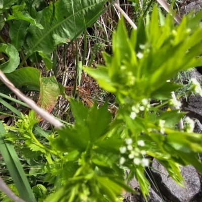 Berula erecta (Water Parsnip) at Lyneham, ACT - 15 Nov 2023 by Jiggy