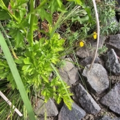 Berula erecta at Crace Grasslands - 16 Nov 2023 10:20 AM