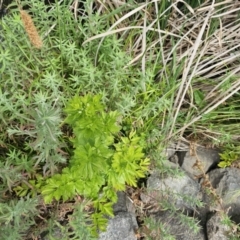 Berula erecta at Crace Grasslands - 16 Nov 2023