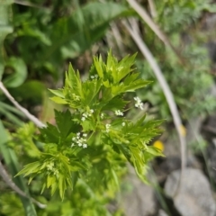 Berula erecta at Crace Grasslands - 16 Nov 2023 10:20 AM