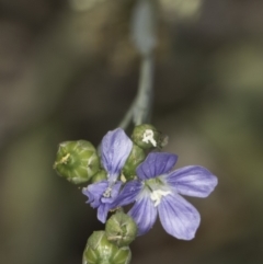 Linum marginale (Native Flax) at Croke Place Grassland (CPG) - 14 Nov 2023 by kasiaaus
