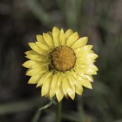 Xerochrysum viscosum (Sticky Everlasting) at Croke Place Grassland (CPG) - 13 Nov 2023 by kasiaaus