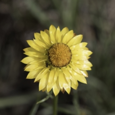 Xerochrysum viscosum (Sticky Everlasting) at Croke Place Grassland (CPG) - 14 Nov 2023 by kasiaaus
