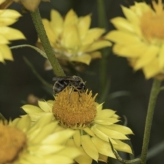 Xerochrysum viscosum at Croke Place Grassland (CPG) - 14 Nov 2023 10:59 AM