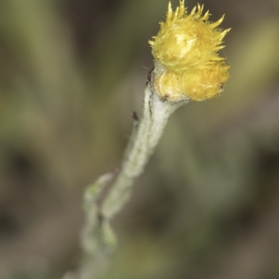 Chrysocephalum apiculatum (Common Everlasting) at Croke Place Grassland (CPG) - 14 Nov 2023 by kasiaaus