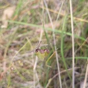 Keyacris scurra at Dananbilla Nature Reserve - 7 Nov 2023