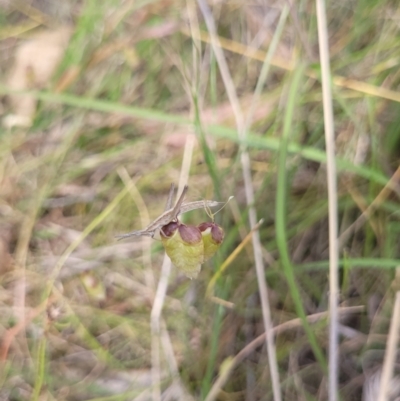 Keyacris scurra (Key's Matchstick Grasshopper) at Dananbilla Nature Reserve - 7 Nov 2023 by forest17178