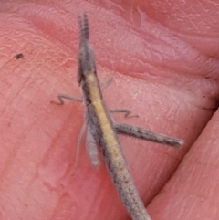 Keyacris scurra (Key's Matchstick Grasshopper) at Bibbenluke, NSW - 14 Nov 2023 by forest17178