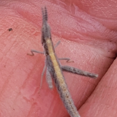 Keyacris scurra (Key's Matchstick Grasshopper) at Bibbenluke, NSW - 14 Nov 2023 by forest17178