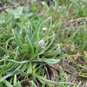 Rutidosis leiolepis at Adaminaby, NSW - suppressed