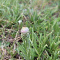 Rutidosis leiolepis at Adaminaby, NSW - suppressed