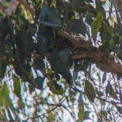 Pachycephala rufiventris (Rufous Whistler) at Woomargama National Park - 15 Nov 2023 by Darcy