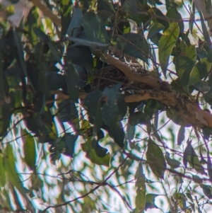 Pachycephala rufiventris at Woomargama National Park - 15 Nov 2023