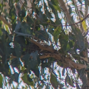 Pachycephala rufiventris at Woomargama National Park - 15 Nov 2023