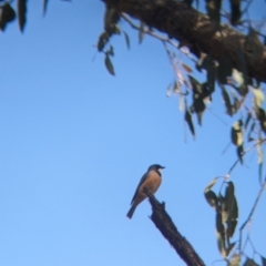 Pachycephala rufiventris at Woomargama National Park - suppressed