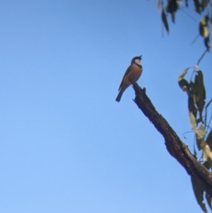 Pachycephala rufiventris at Woomargama National Park - 15 Nov 2023