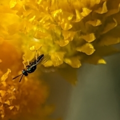 Torymidae (family) (Torymid wasp) at Holder, ACT - 15 Nov 2023 by Miranda