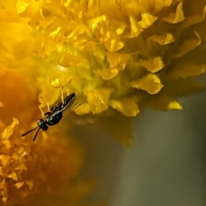 Torymidae (family) at Holder, ACT - 15 Nov 2023