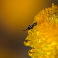 Torymidae (family) at Holder, ACT - 15 Nov 2023