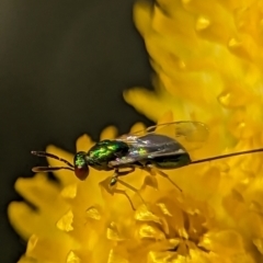 Torymidae (family) at Holder, ACT - 15 Nov 2023 05:40 PM