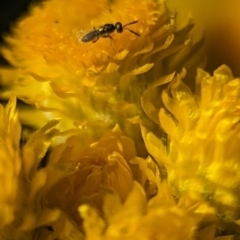 Torymidae (family) at Holder, ACT - 15 Nov 2023 05:40 PM