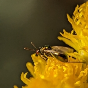 Torymidae (family) at Holder, ACT - 15 Nov 2023 05:40 PM