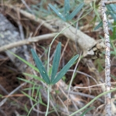 Glycine clandestina (Twining Glycine) at Woomargama, NSW - 15 Nov 2023 by Darcy