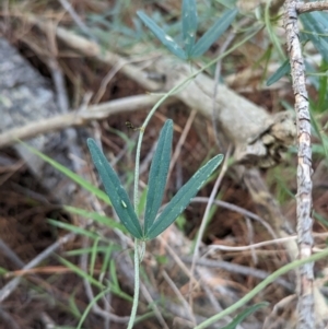 Glycine clandestina at Woomargama, NSW - suppressed