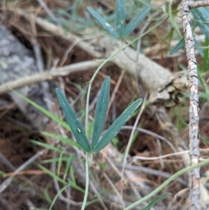 Glycine clandestina at Woomargama, NSW - 15 Nov 2023
